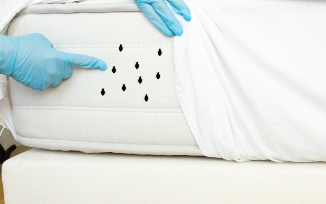 Alles dat je moet weten over huisstofmijt: en hoe je ze beperkt