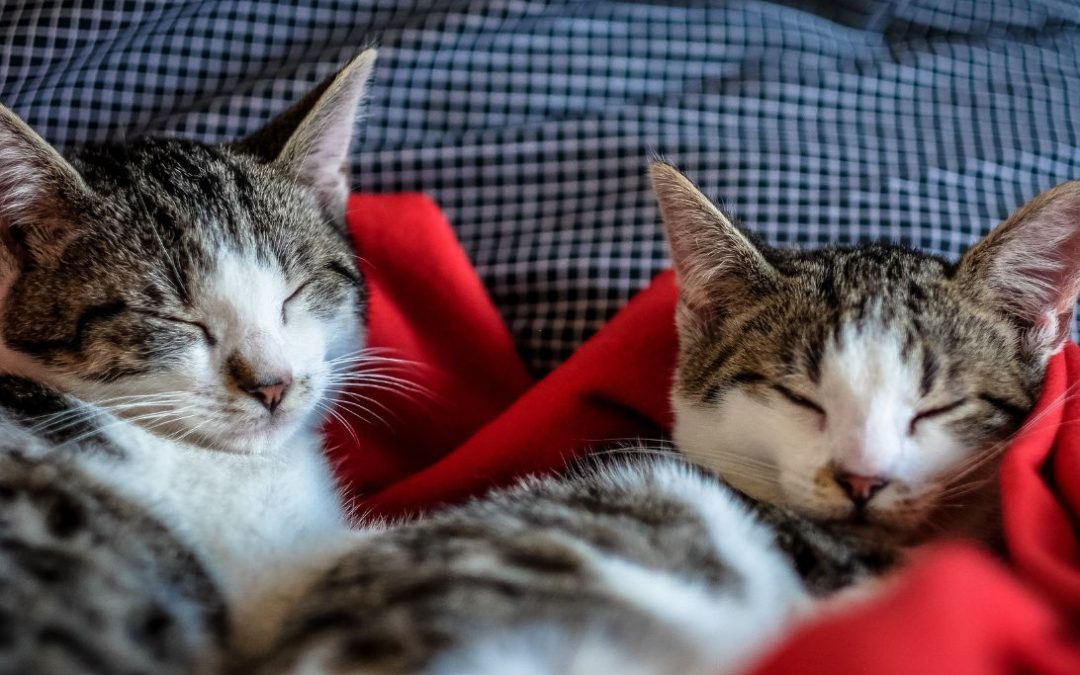 7 verrassende slaapweetjes die je nog niet kende