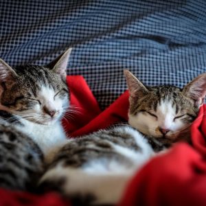 2 slapende katten naast elkaar