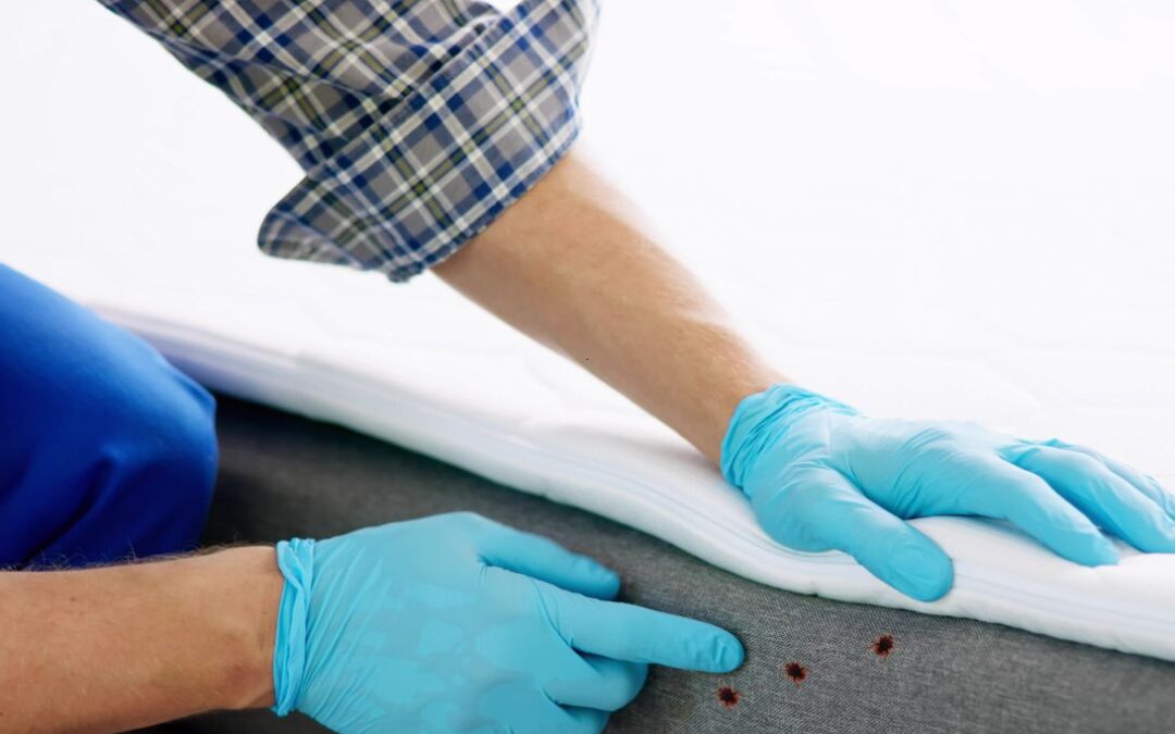 Bedwantsen: zo herken je ze en voorkom je een hardnekkige plaag