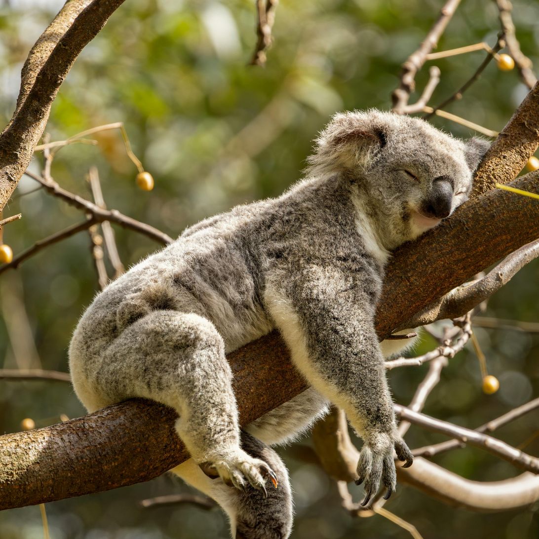Koala ligt te slapen op boomstam