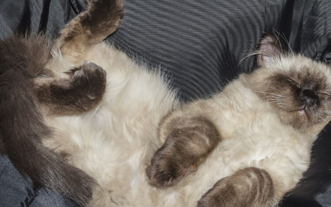 Kat in verkocht matras: een bizar maar waargebeurd verhaal