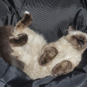 Kat ligt in matras te slapen