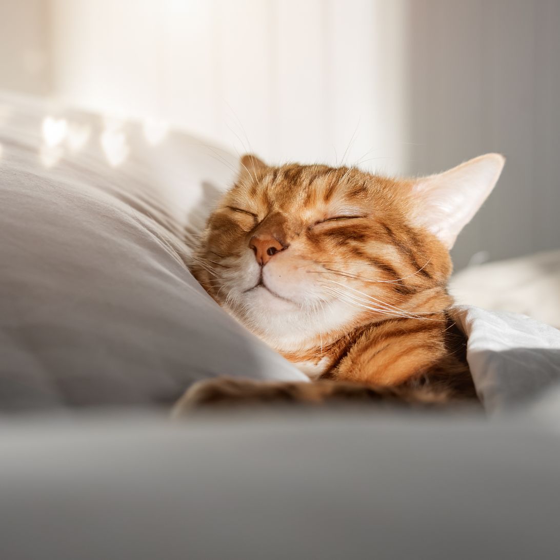 Kat ligt in matras te slapen