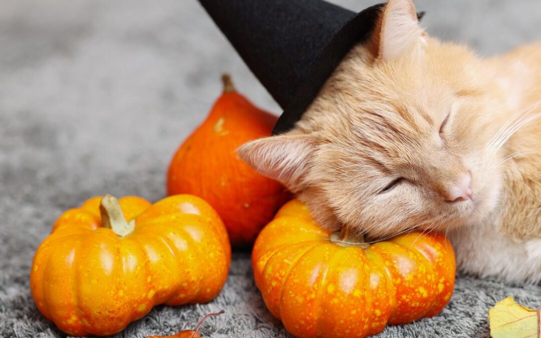 Goed slapen tijdens de herfst: zo optimaliseer je je slaap